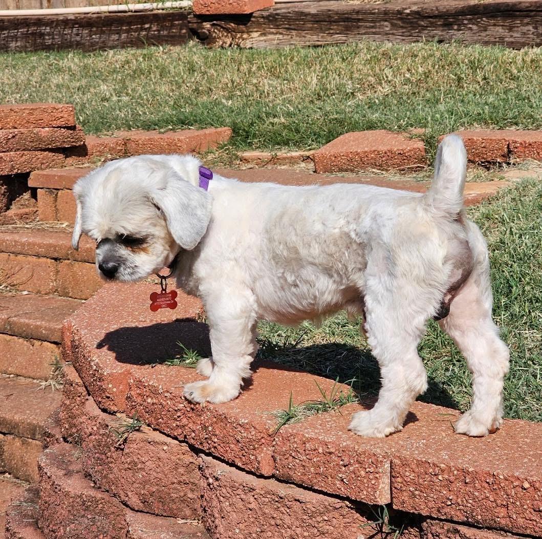 Tate, Adopted, Adult Male Lhasa Apso.
