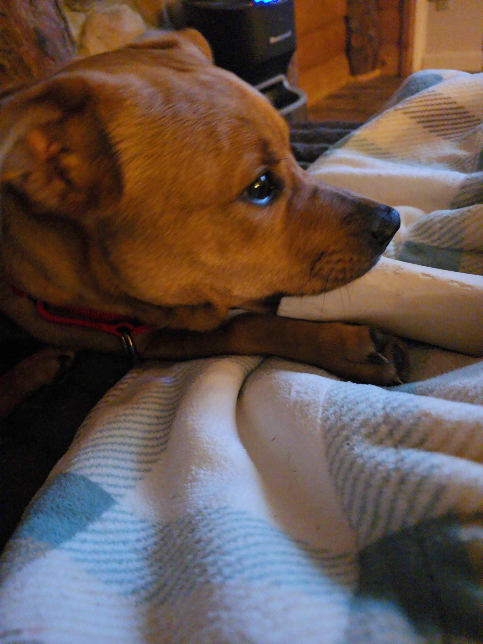 Dodge, a Adopted Corgi in Minneapolis, MN image 1/3