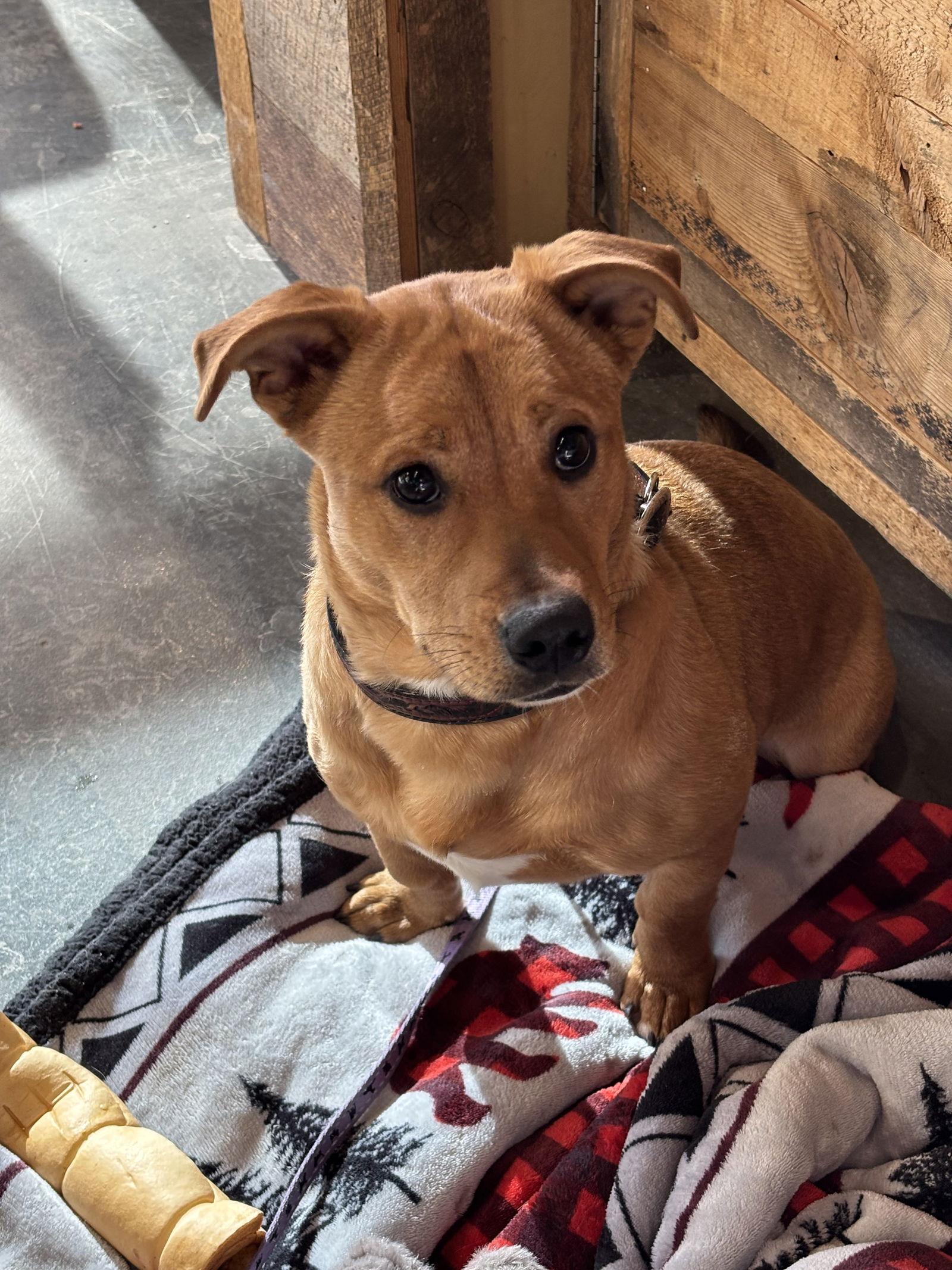 Dodge, a Adopted Corgi in Minneapolis, MN image 2/3