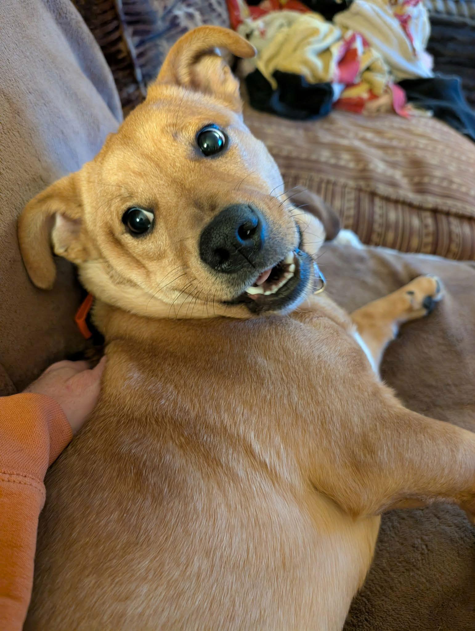 Dodge, a Adopted Corgi in Minneapolis, MN image 3/3