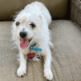 Mickey, an adoptable Terrier in Richmond, TX, 77406 | Photo Image 3