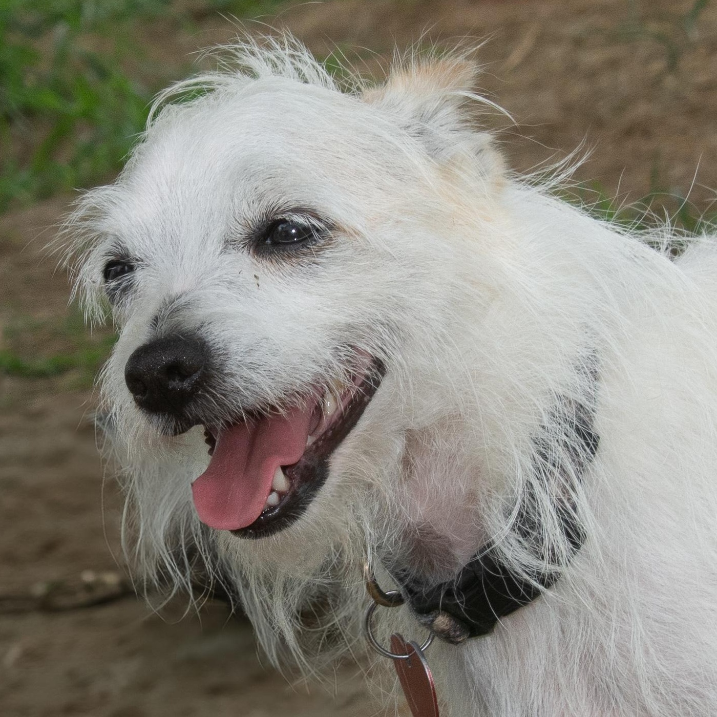 Enlarge Mickey, a Adoptable Terrier in Richmond, TX image 1/4
