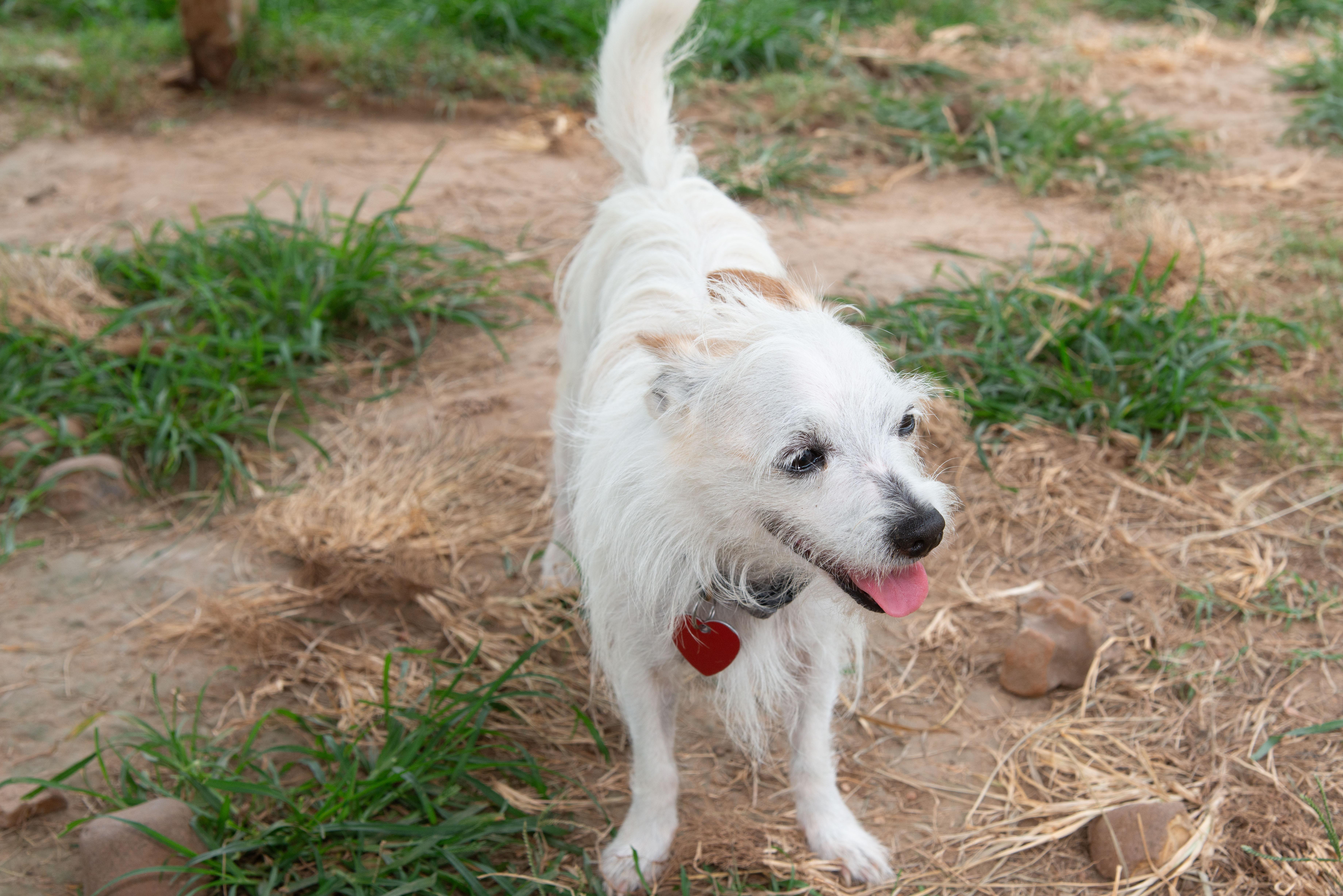 Mickey, an adoptable Terrier in Richmond, TX, 77406 | Photo Image 2