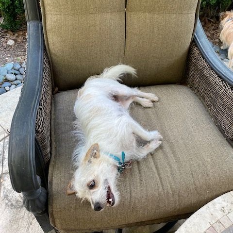 Enlarge Mickey, a Adoptable Terrier in Richmond, TX image 4/4