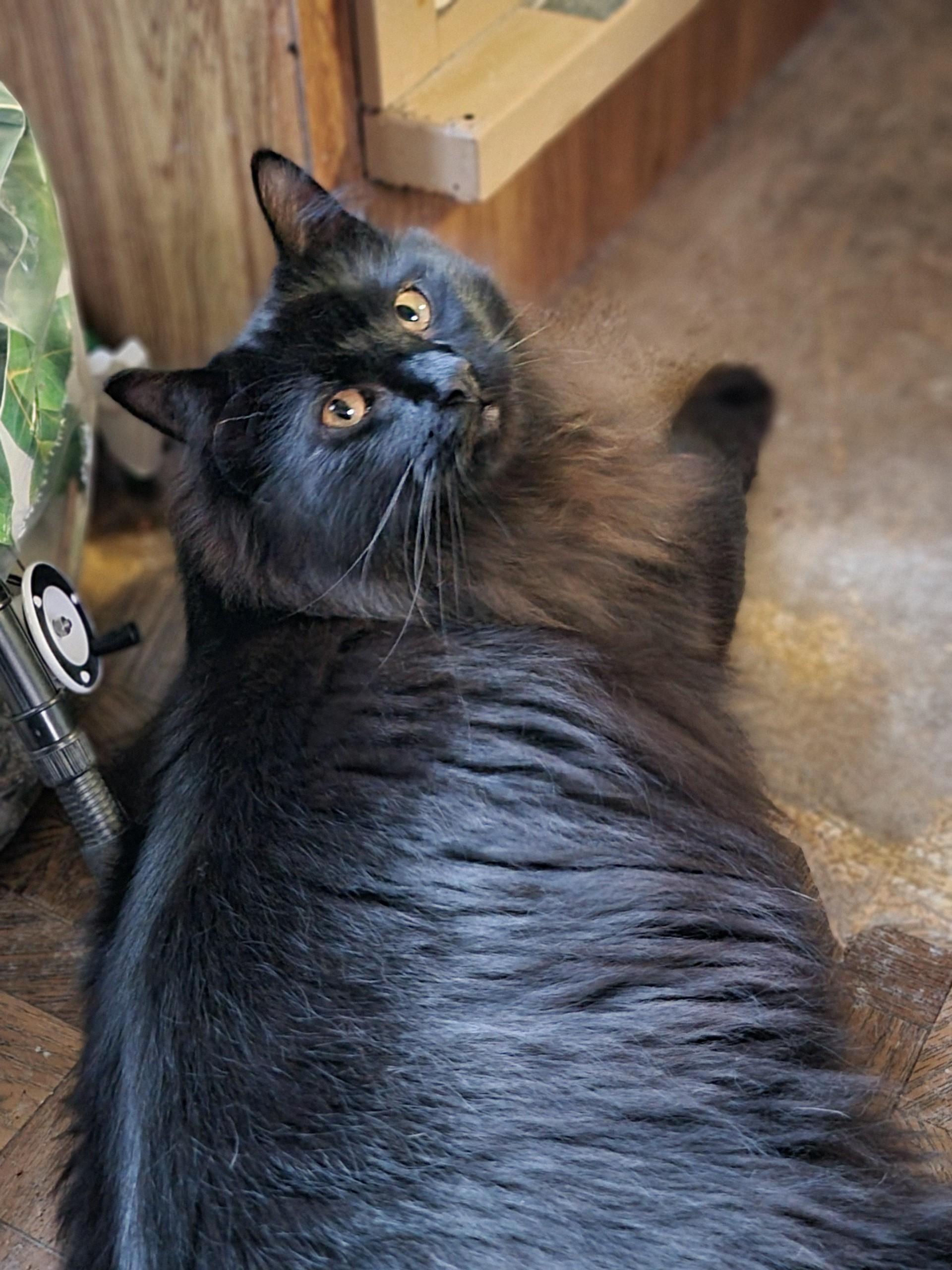 Elton, an adoptable Domestic Long Hair in Washoe Valley, NV, 89704 | Photo Image 1