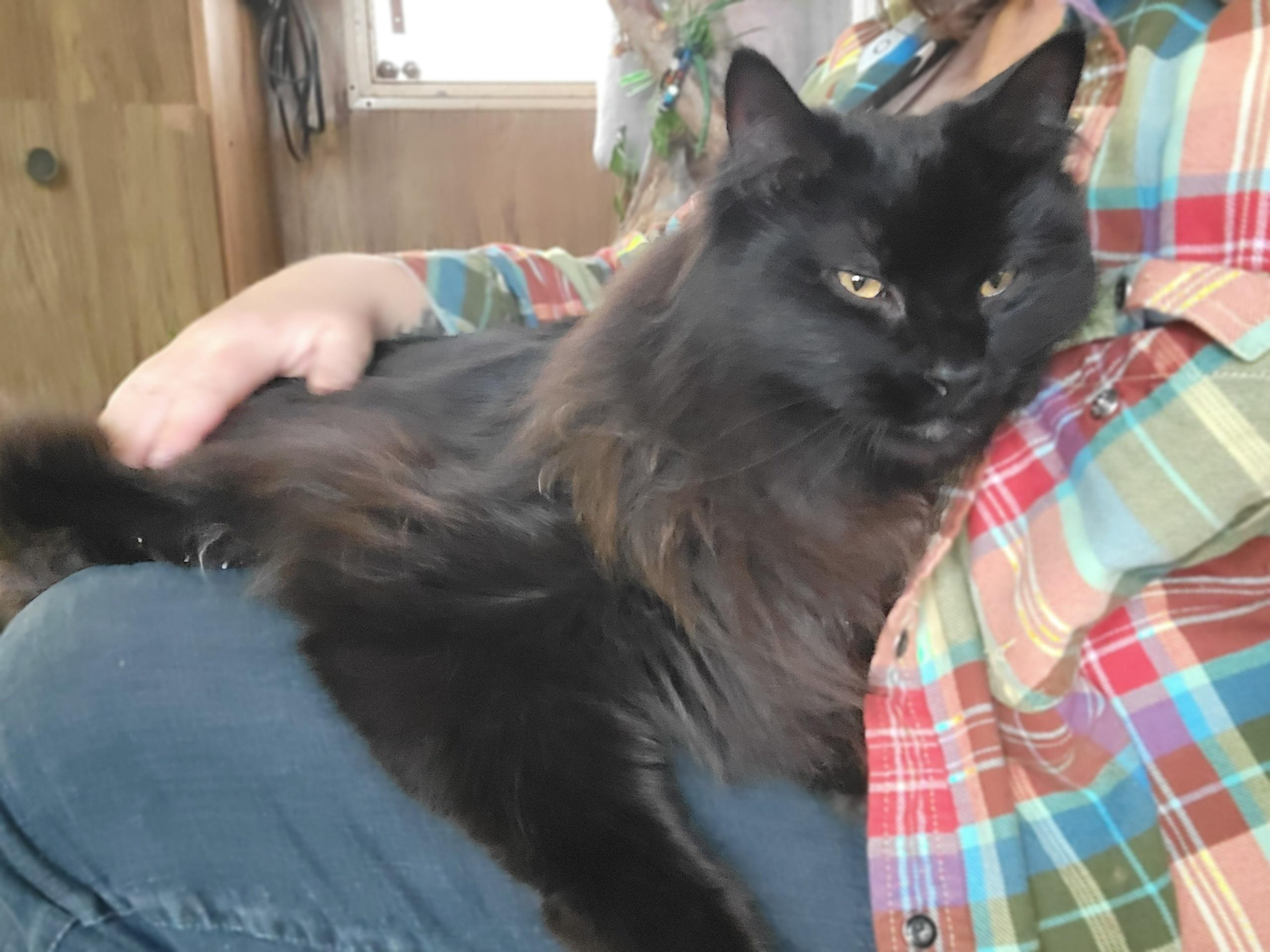 Elton, an adoptable Domestic Long Hair in Washoe Valley, NV, 89704 | Photo Image 2