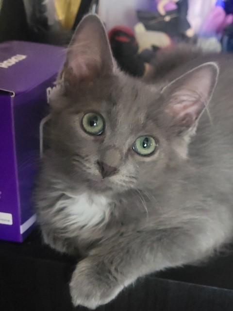 Enlarge Mercury, an adopted Domestic Long Hair in Mesa, AZ image 1/5