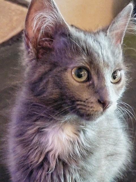 Enlarge Mercury, an adopted Domestic Long Hair in Mesa, AZ image 5/5