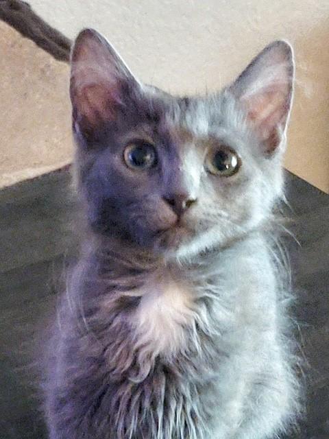 Enlarge Mercury, an adopted Domestic Long Hair in Mesa, AZ image 3/5