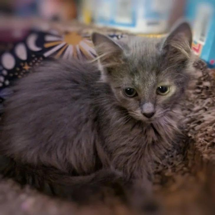 Enlarge Mercury, an adopted Domestic Long Hair in Mesa, AZ image 2/5