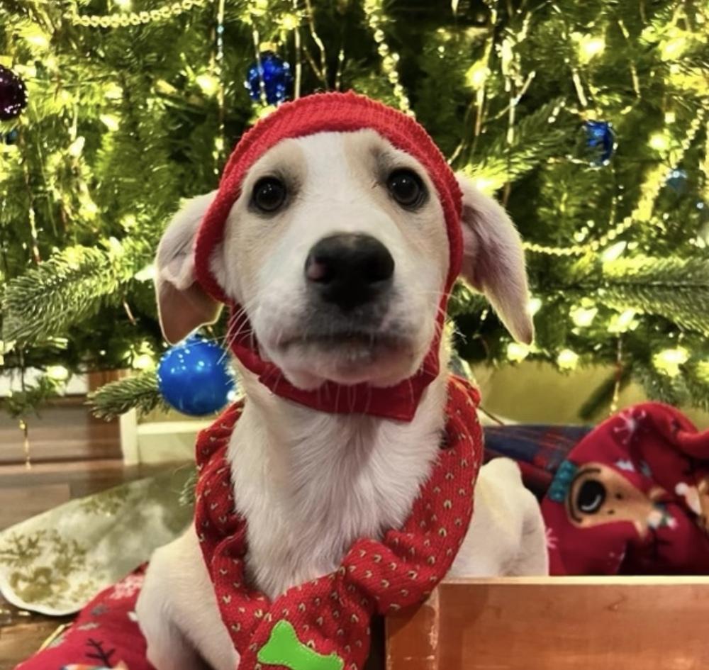 Adidas, Adopted, Puppy Male Labrador Retriever.