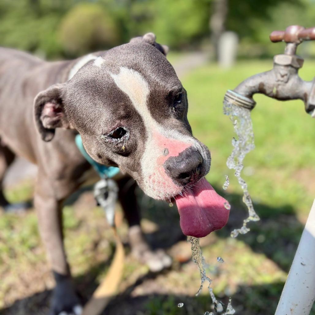 Carli, Adoptable, Adult Female Mixed Breed.
