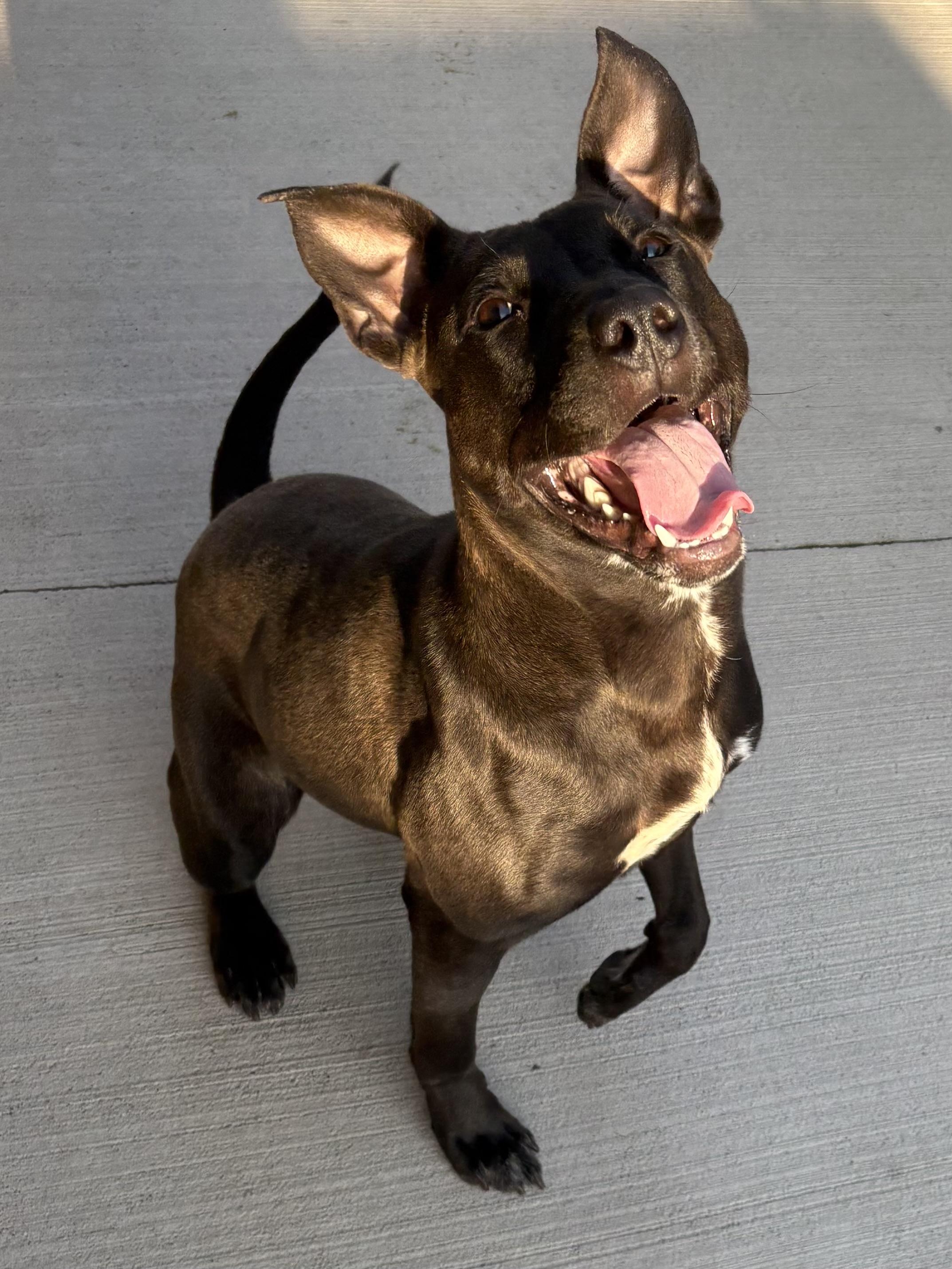 Dexi, a ADOPTABLE mixed breed in Youngstown, OH image 1/4