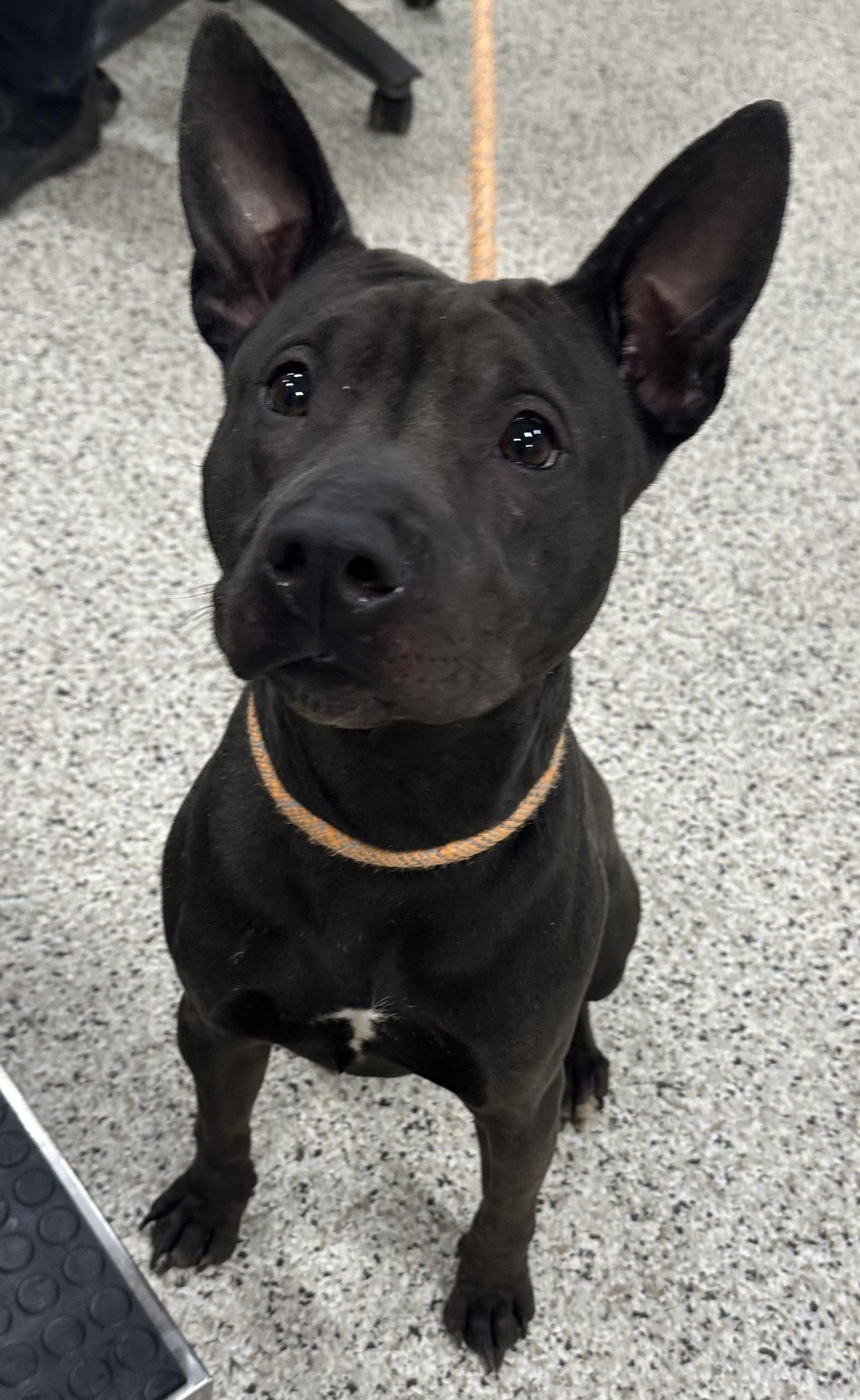 Dexi, a ADOPTABLE mixed breed in Youngstown, OH image 2/4