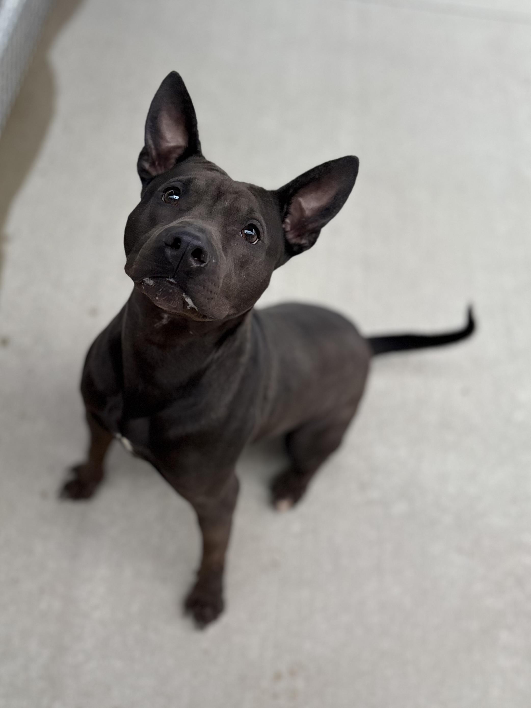 Dexi, a ADOPTABLE mixed breed in Youngstown, OH image 3/4