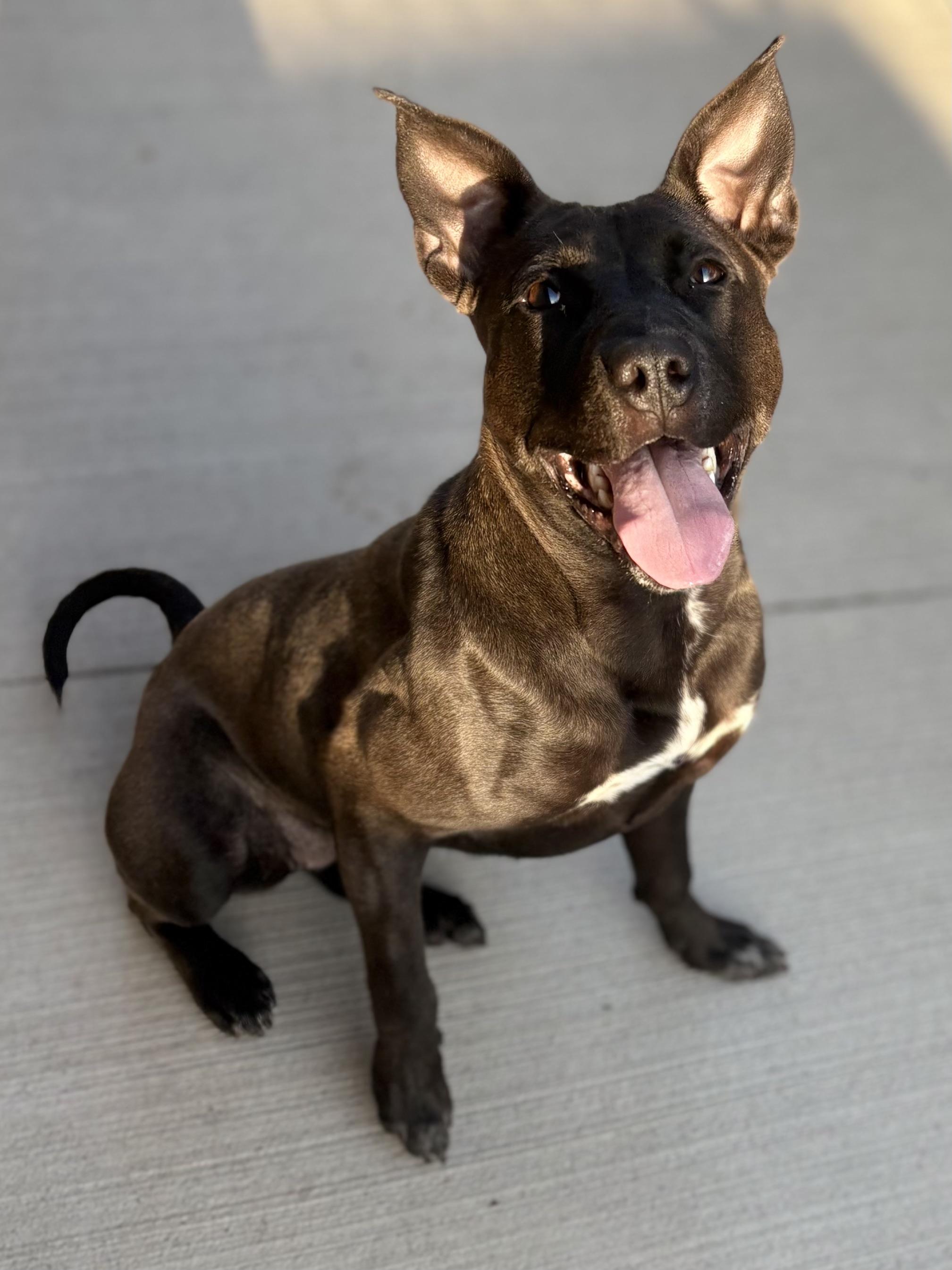 Dexi, a ADOPTABLE mixed breed in Youngstown, OH image 4/4