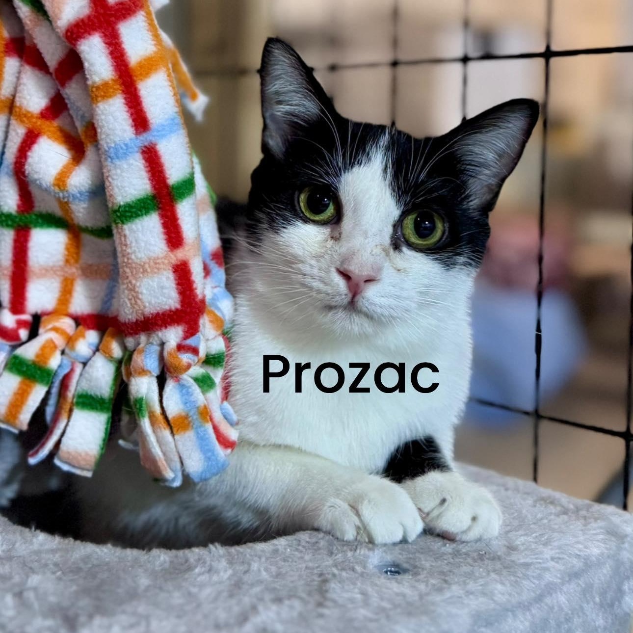 Prozac , ADOPTABLE, Adult Male Domestic Short Hair.