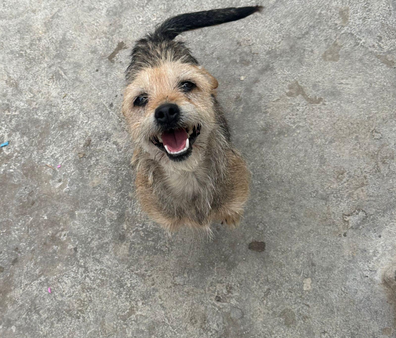 Honey #2, Young Female Terrier