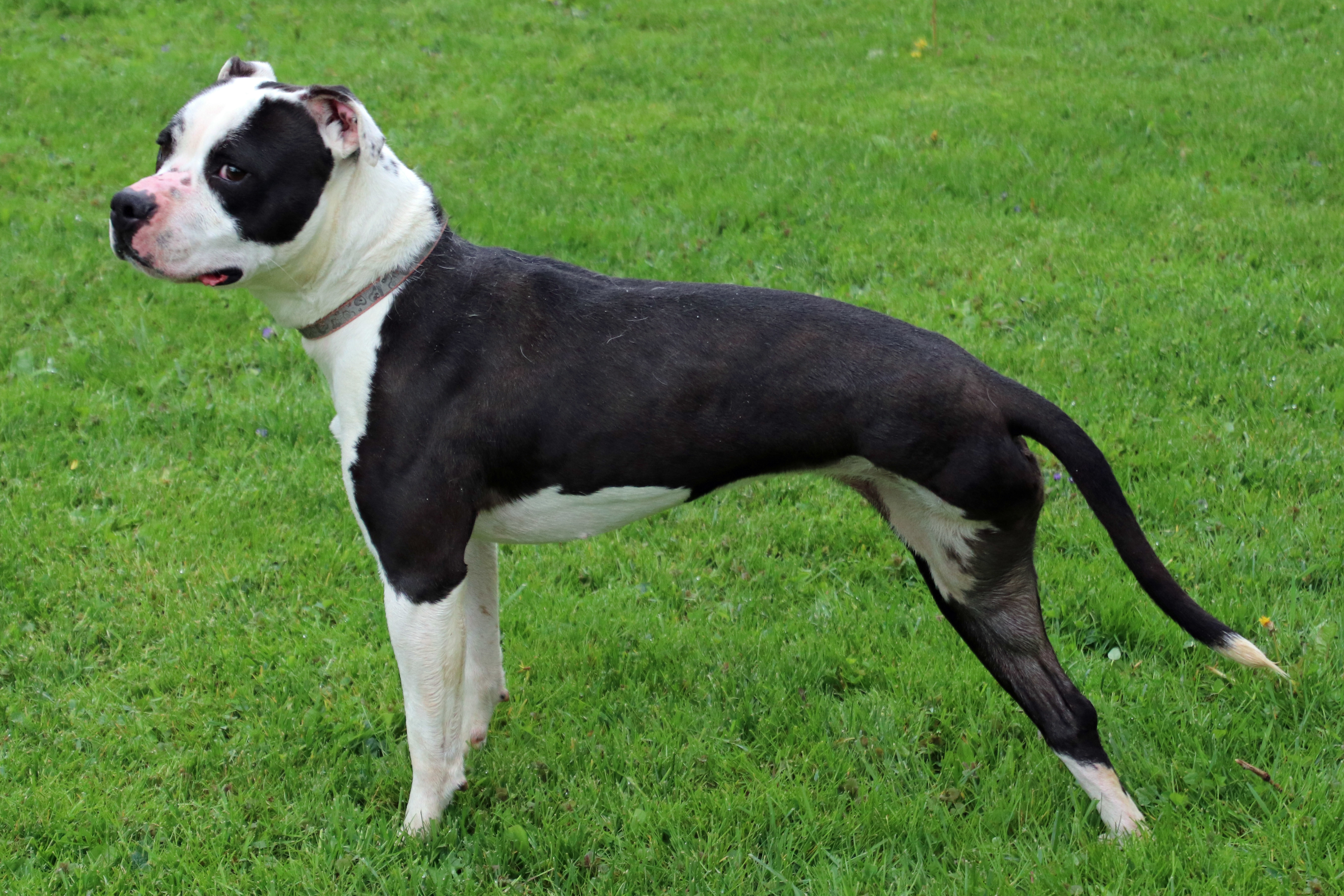Minnie, a Adoptable Pit Bull Terrier in Ashland, OH image 2/4