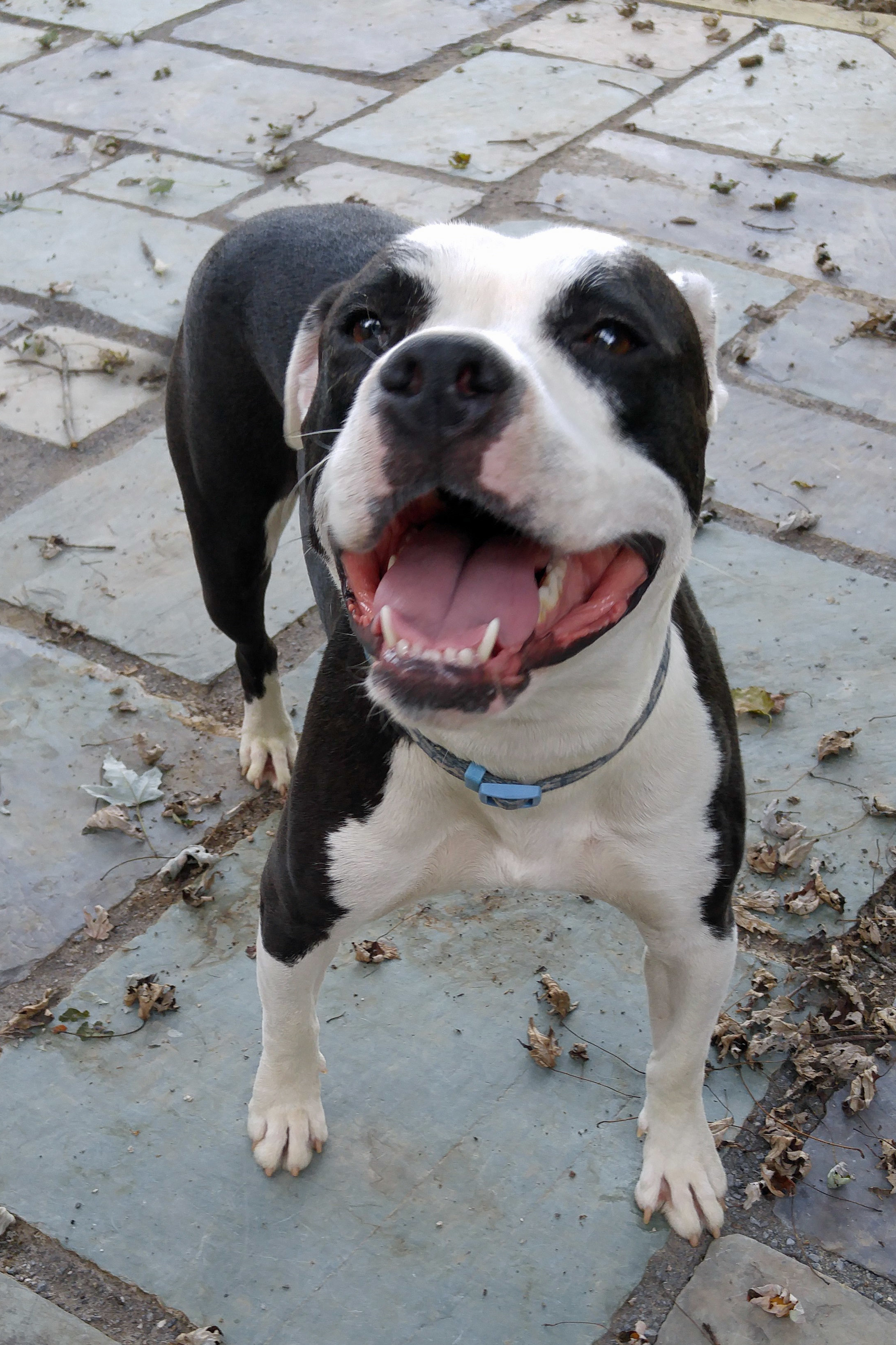 Minnie, a Adoptable Pit Bull Terrier in Ashland, OH image 3/4