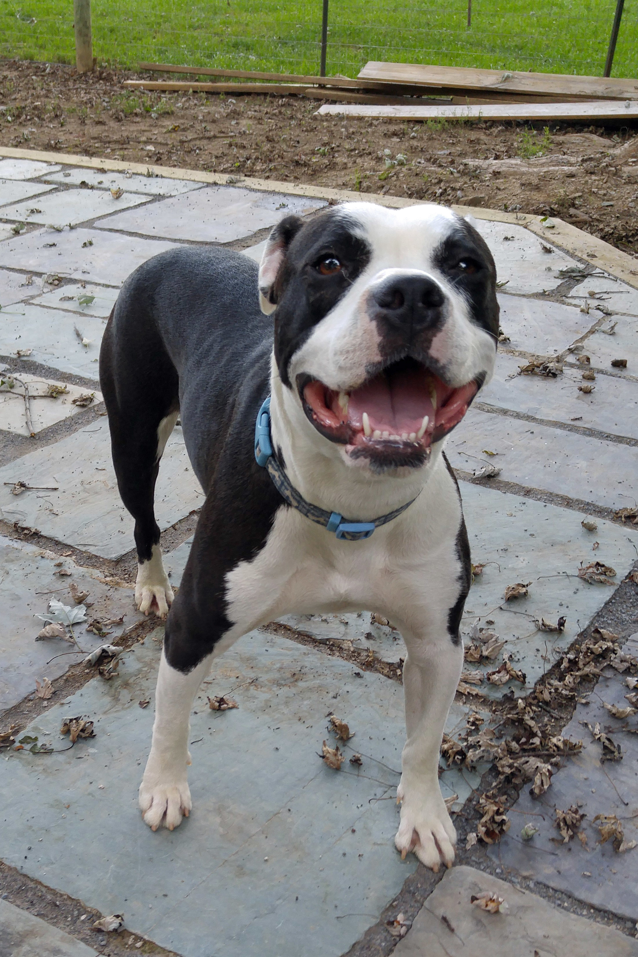 Minnie, Adoptable, Senior Female Pit Bull Terrier.