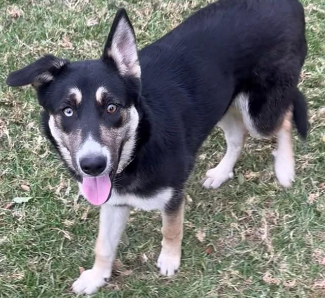 Enlarge HEIDI, a Adoptable mixed breed in Riverside, CA image 1/1