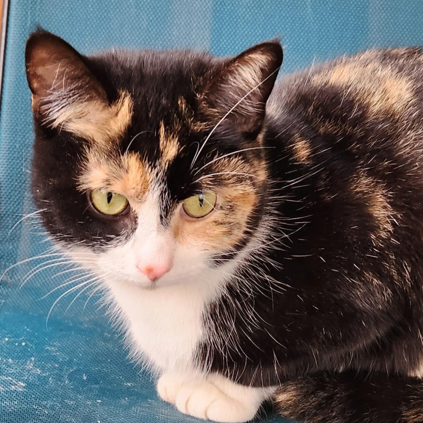 Pixie, a ADOPTABLE Domestic Short Hair in Tioga, PA image 6/6