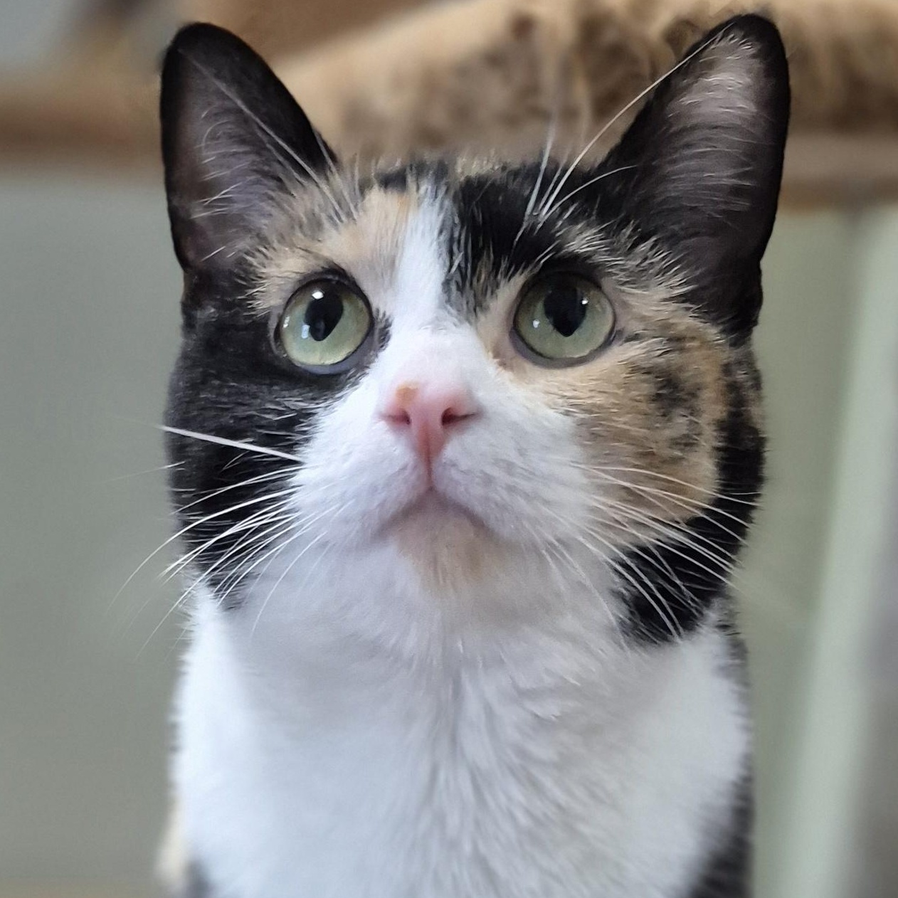 Pixie, ADOPTABLE, Young Female Domestic Short Hair.