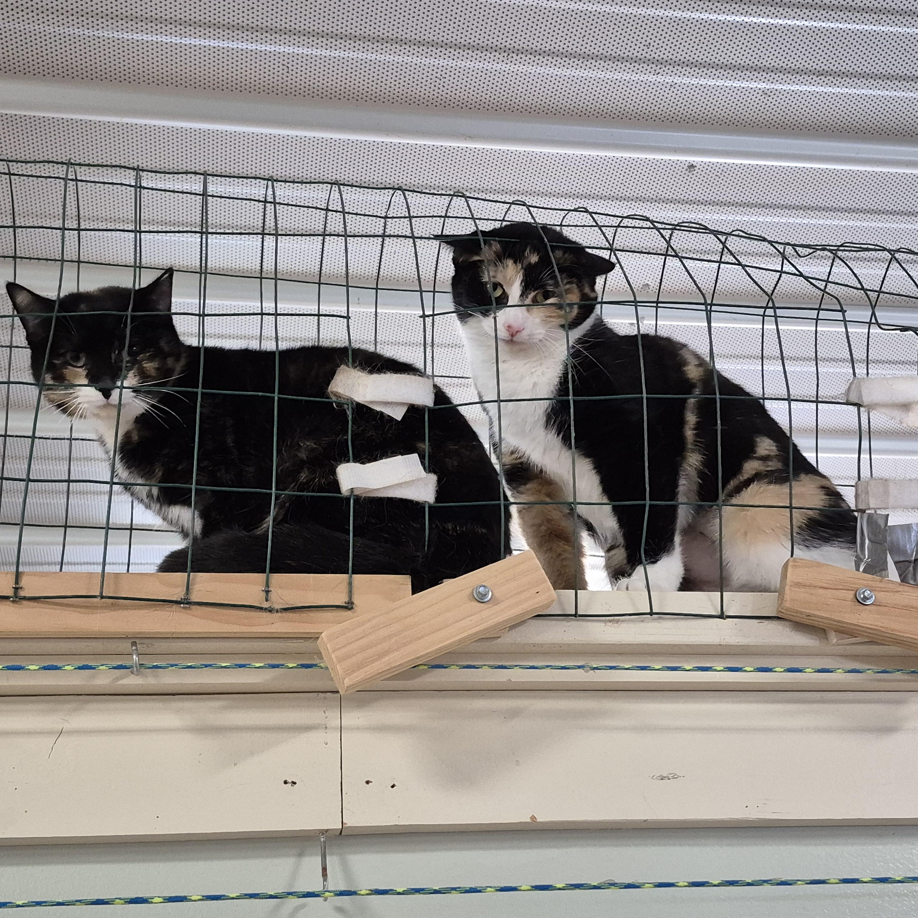 Pixie, a ADOPTABLE Domestic Short Hair in Tioga, PA image 5/6