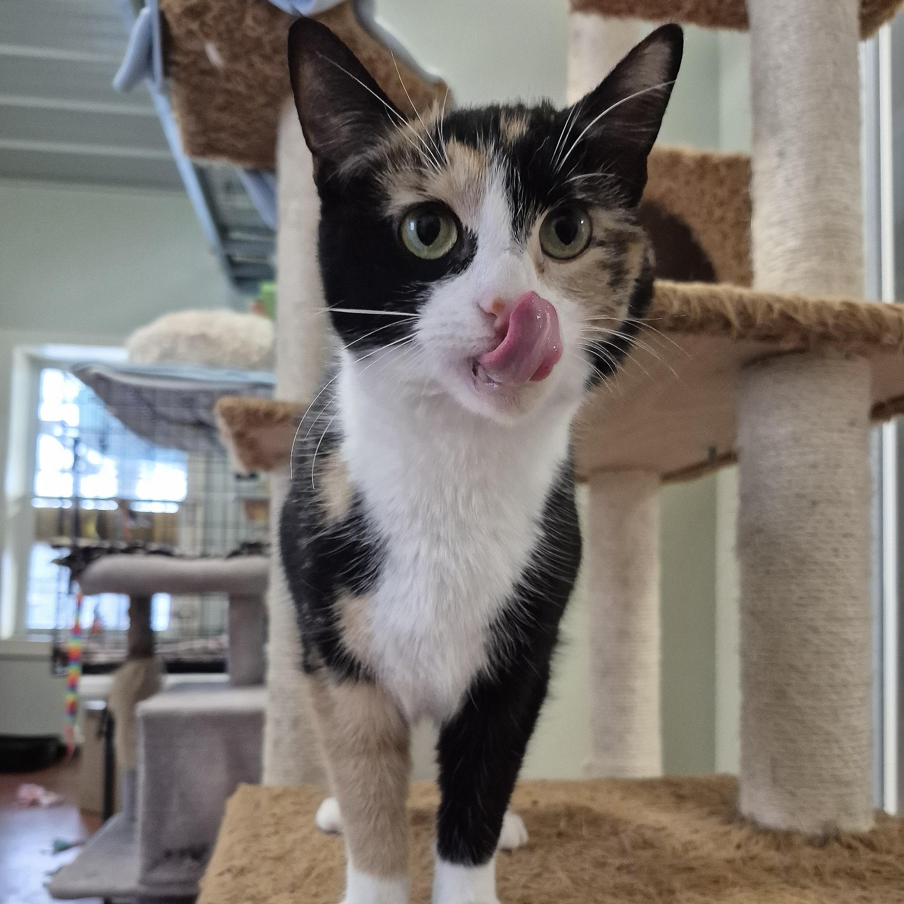 Pixie, a ADOPTABLE Domestic Short Hair in Tioga, PA image 2/6