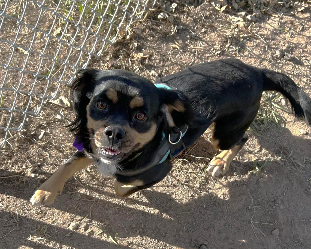 Crackle, a Adoptable Cavalier King Charles Spaniel in Spooner, WI image 2/4