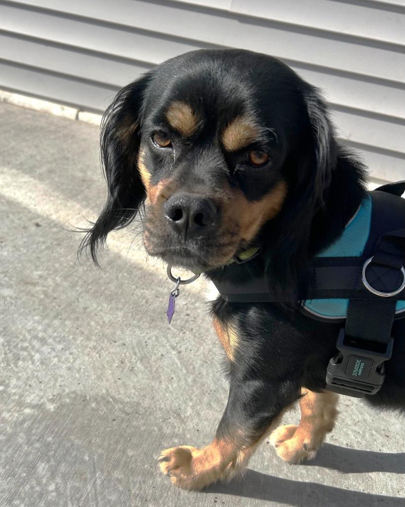 Crackle, a Adoptable Cavalier King Charles Spaniel in Spooner, WI image 4/4
