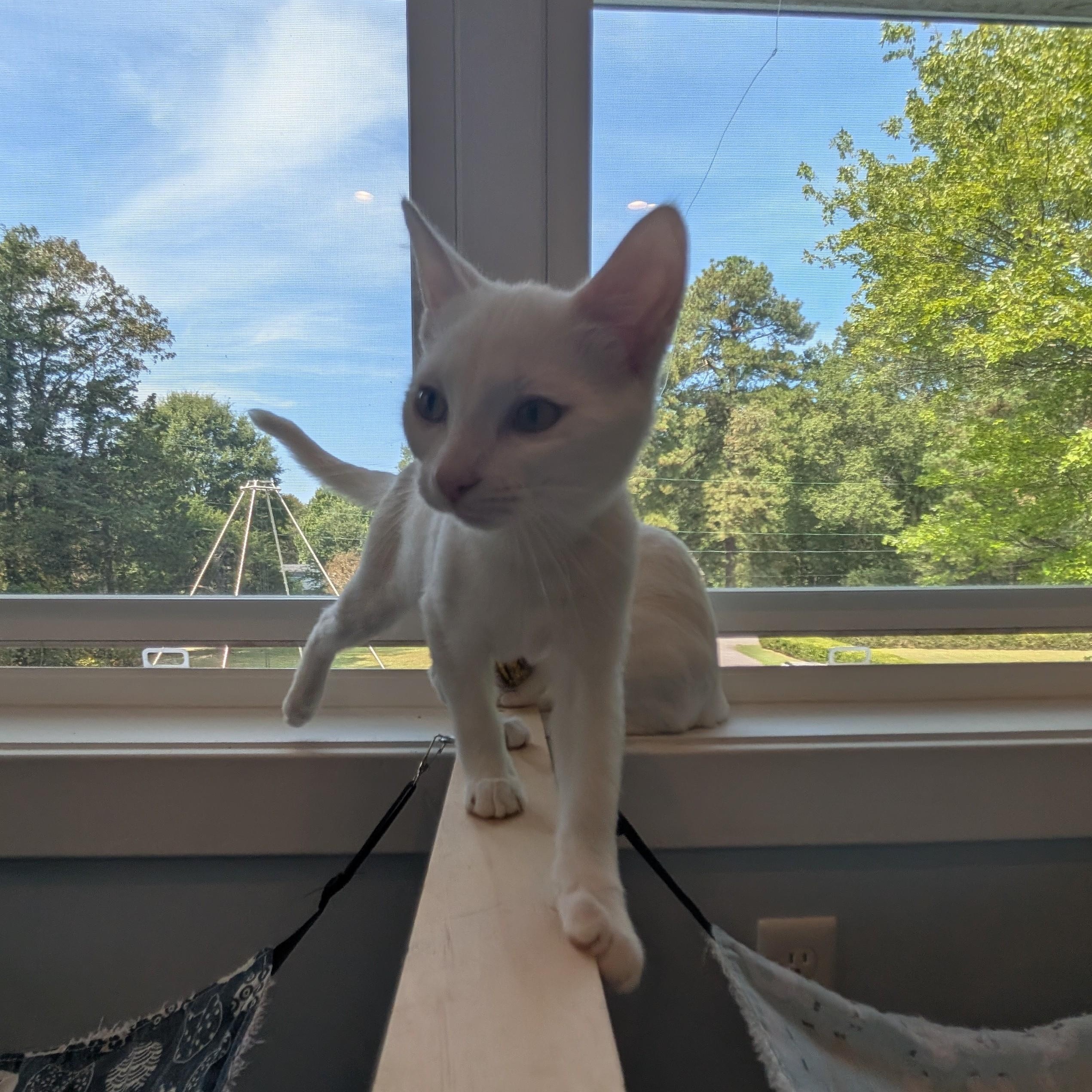 Pepper, a Adopted Domestic Short Hair in Richmond, VA image 3/6