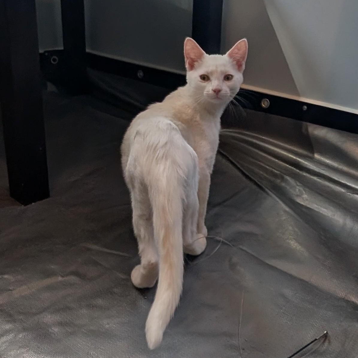 Pepper, a Adopted Domestic Short Hair in Richmond, VA image 6/6