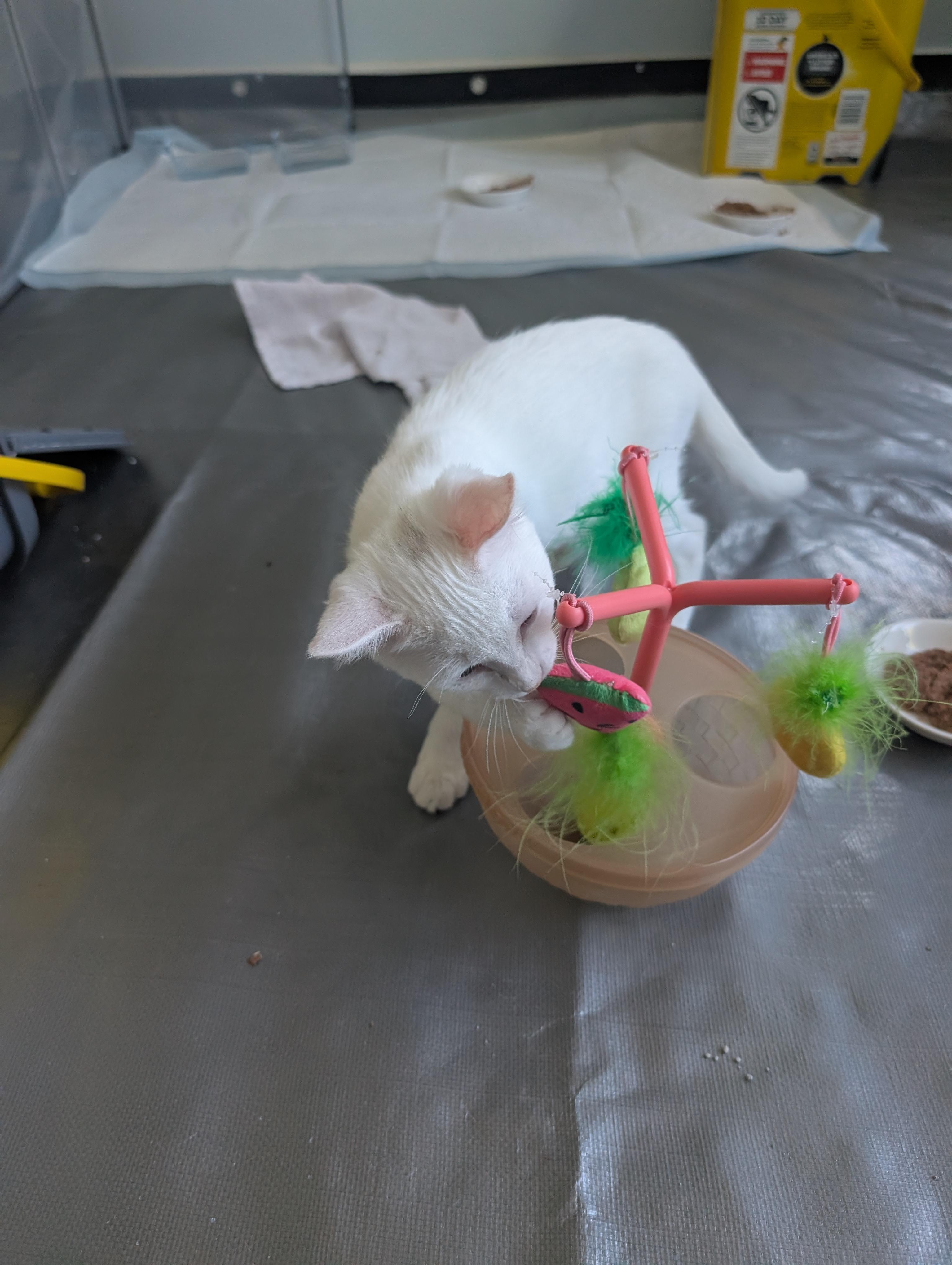 Pepper, a Adopted Domestic Short Hair in Richmond, VA image 4/6