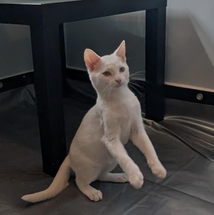 Pepper, a Adopted Domestic Short Hair in Richmond, VA image 1/6