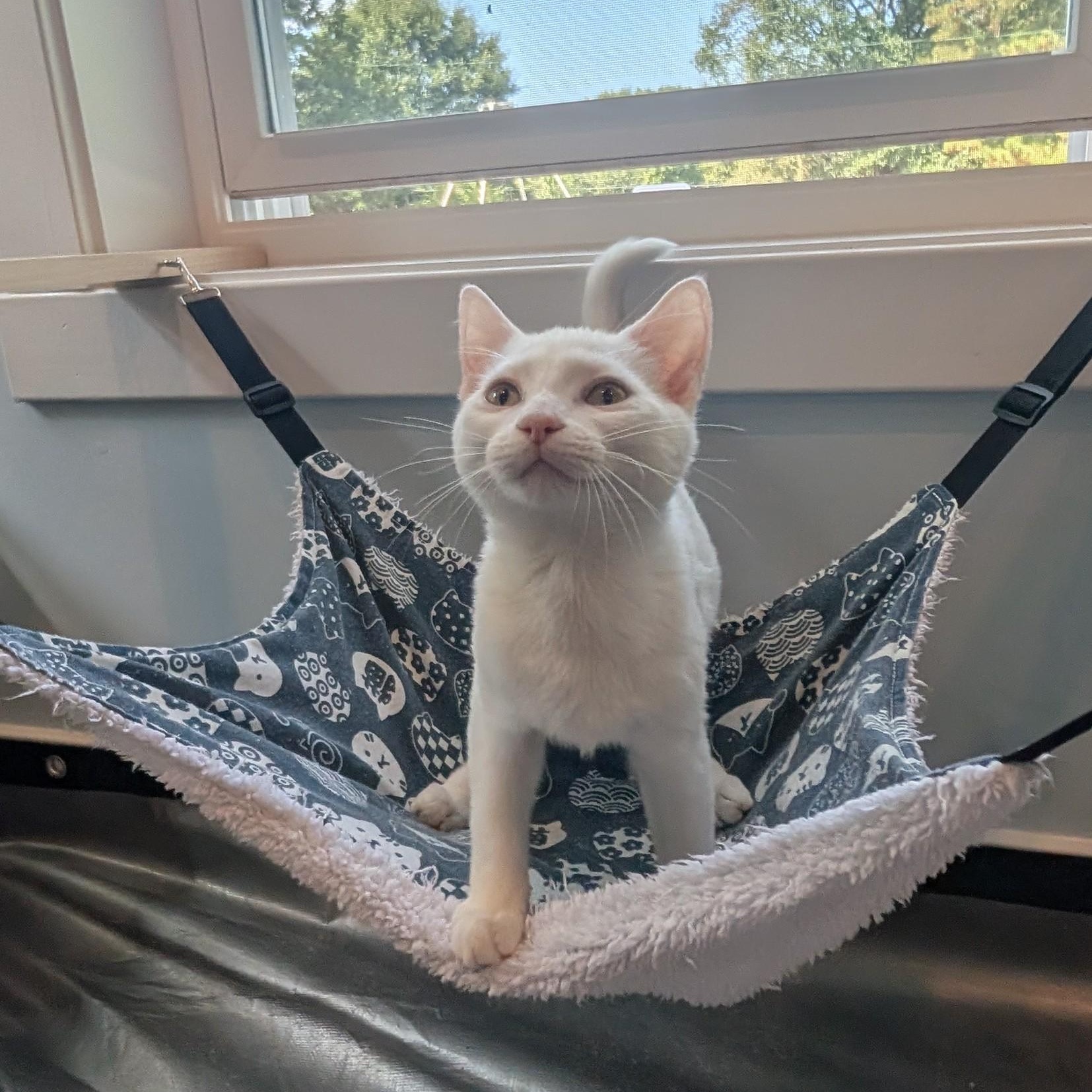 Pepper, a Adopted Domestic Short Hair in Richmond, VA image 5/6