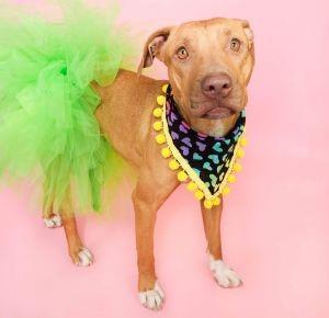JESSICA, a Adoptable mixed breed in Phoenix, AZ image 3/4