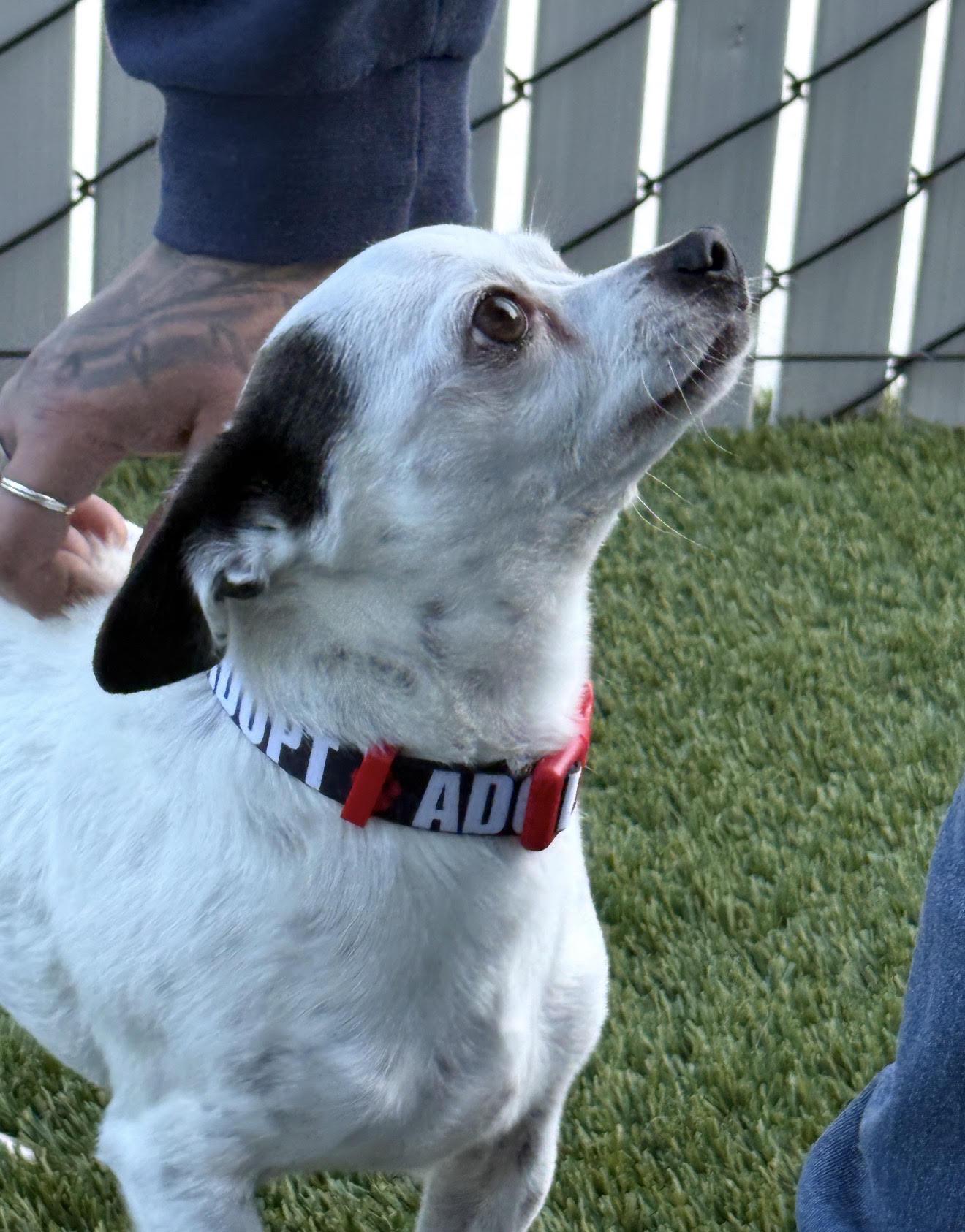 Clyde, Adoptable, Senior Male Chihuahua.