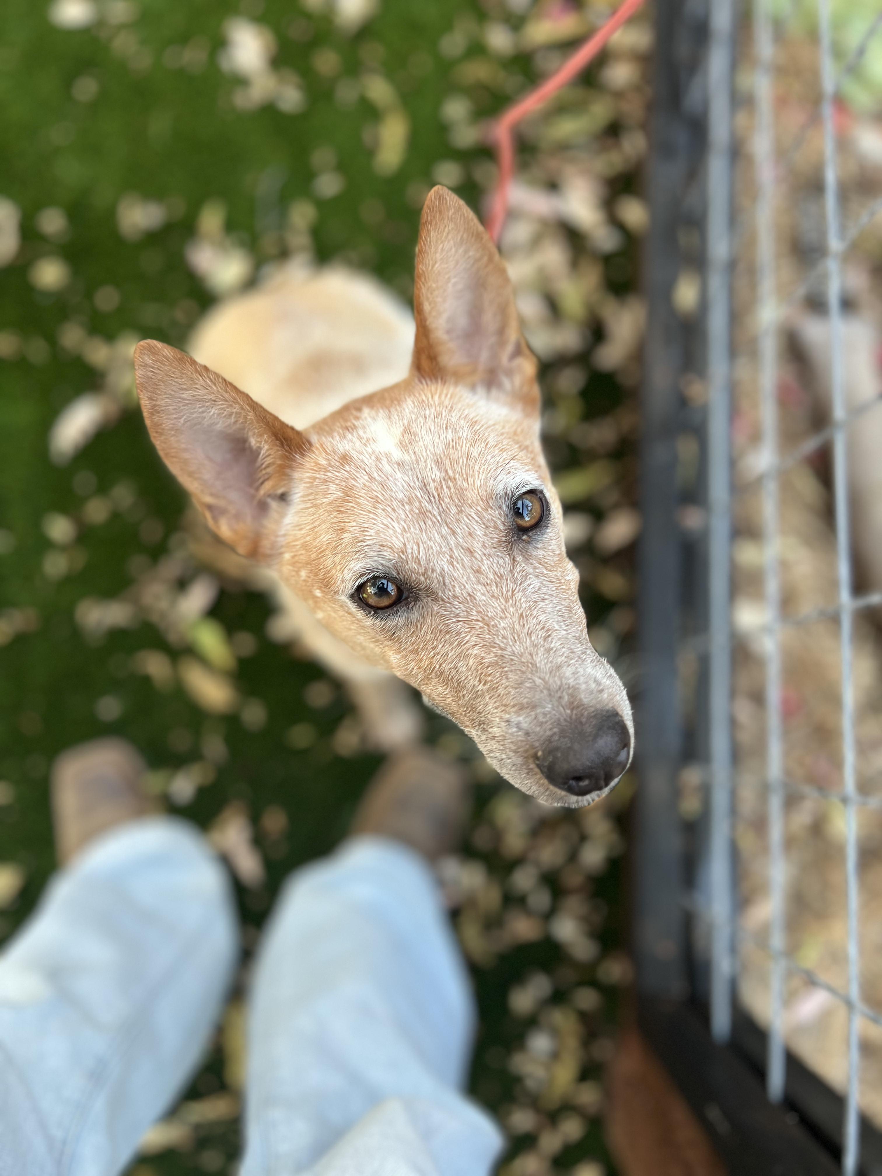 Enlarge Roan, a Adopted Australian Cattle Dog / Blue Heeler in West Hollywood, CA image 1/1