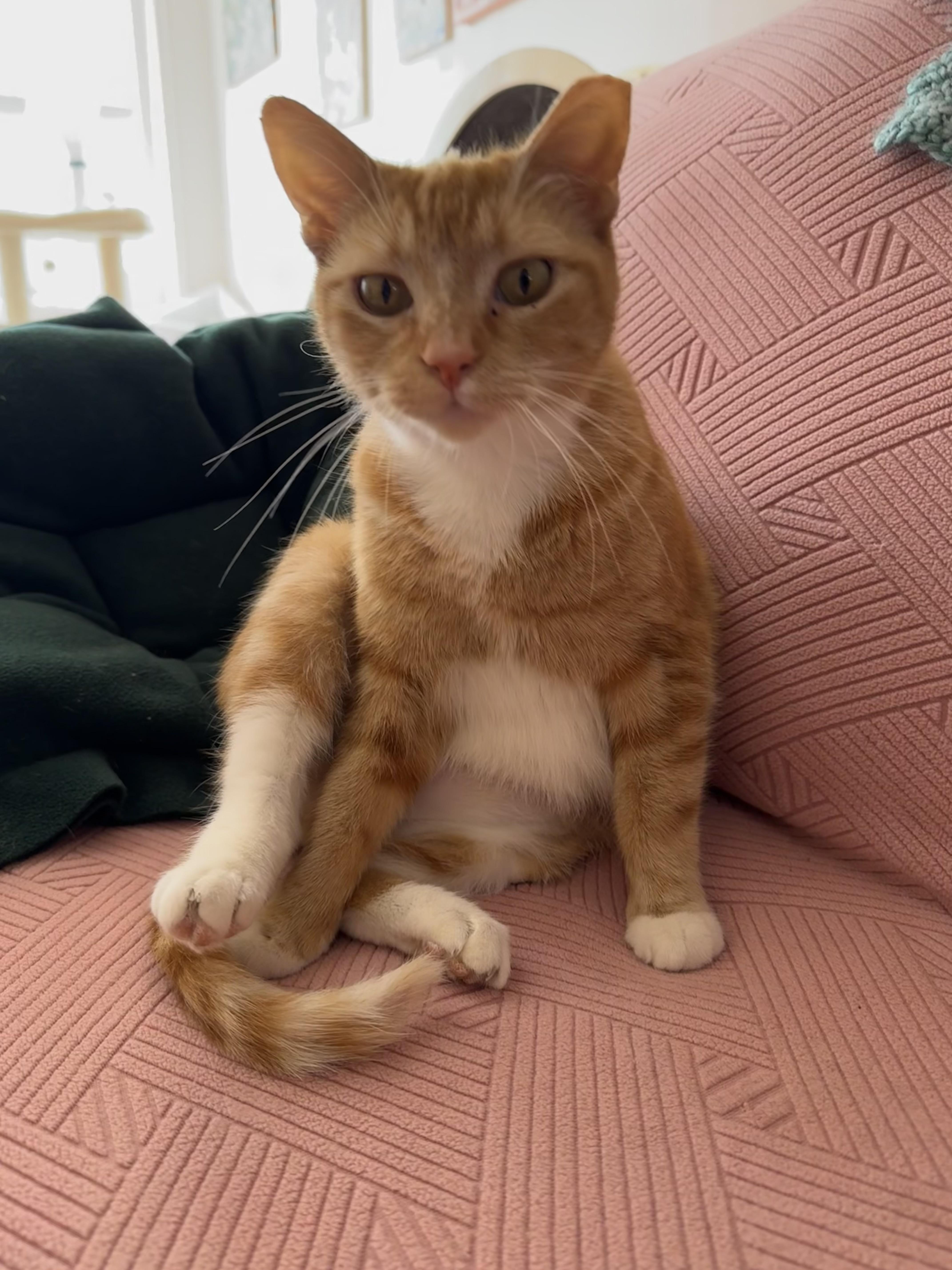 Enlarge Gilly, a ADOPTABLE Domestic Short Hair in Rochester, NY image 5/6