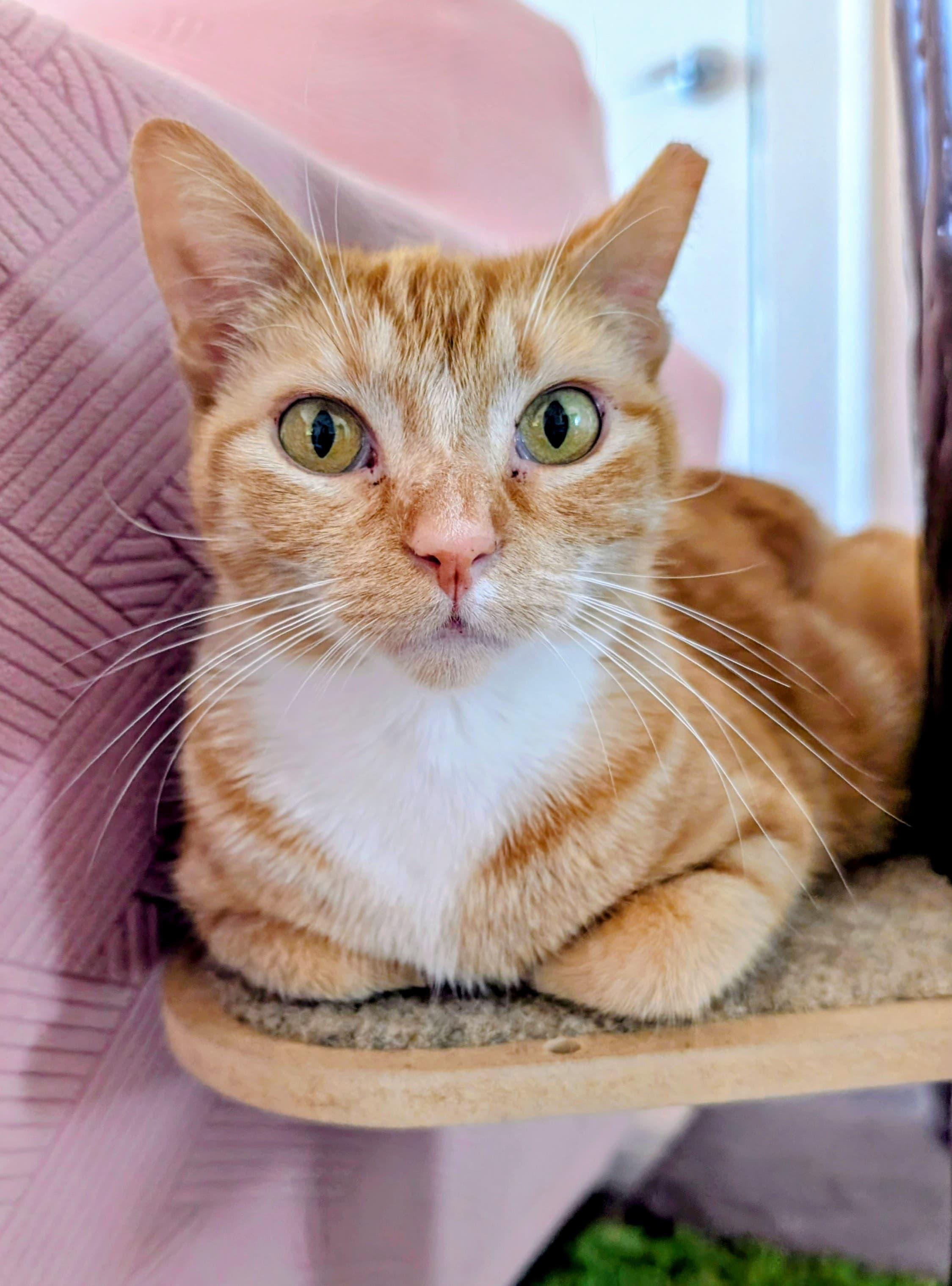 Enlarge Gilly, a ADOPTABLE Domestic Short Hair in Rochester, NY image 2/6