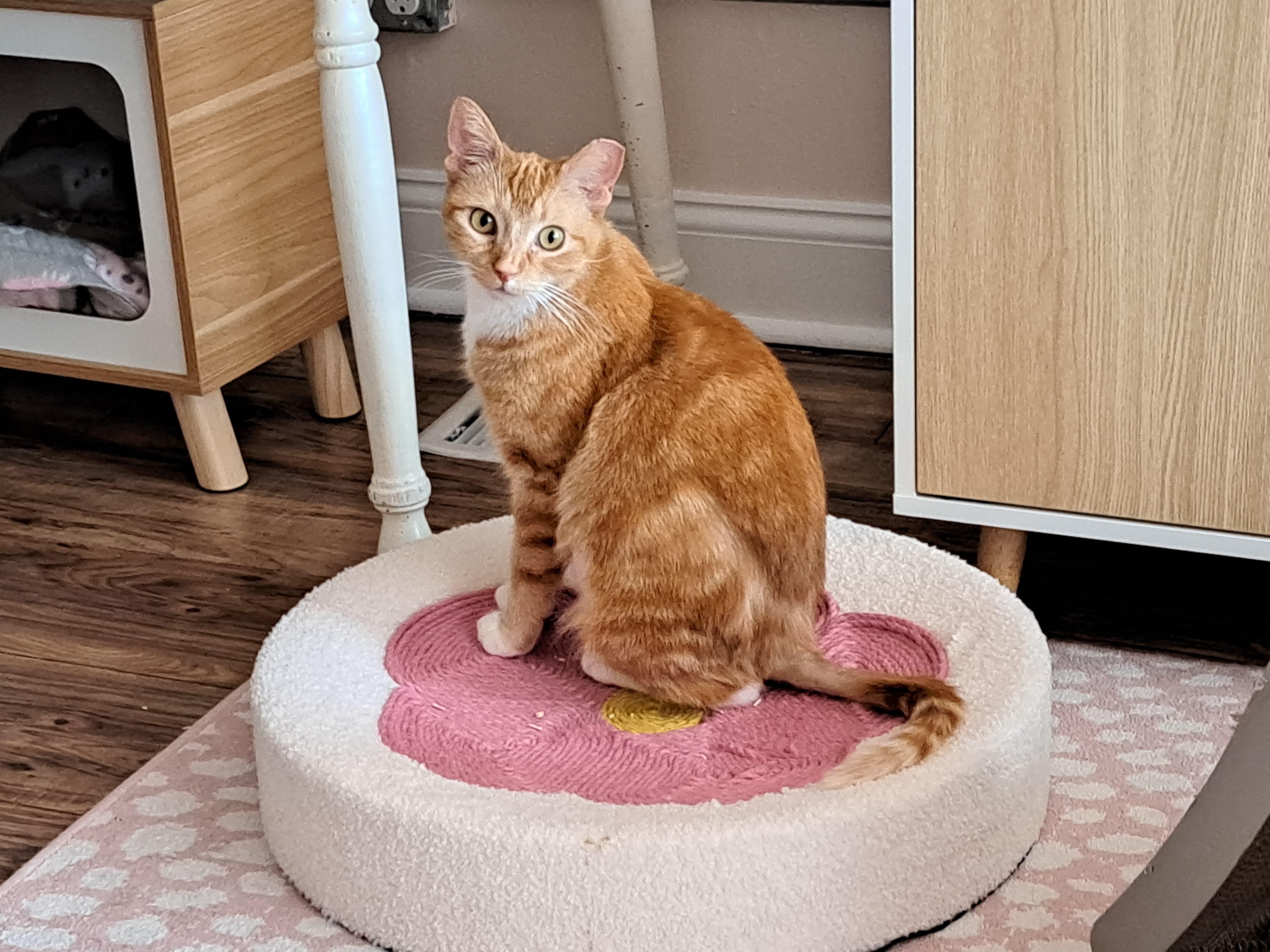Enlarge Gilly, a ADOPTABLE Domestic Short Hair in Rochester, NY image 3/6