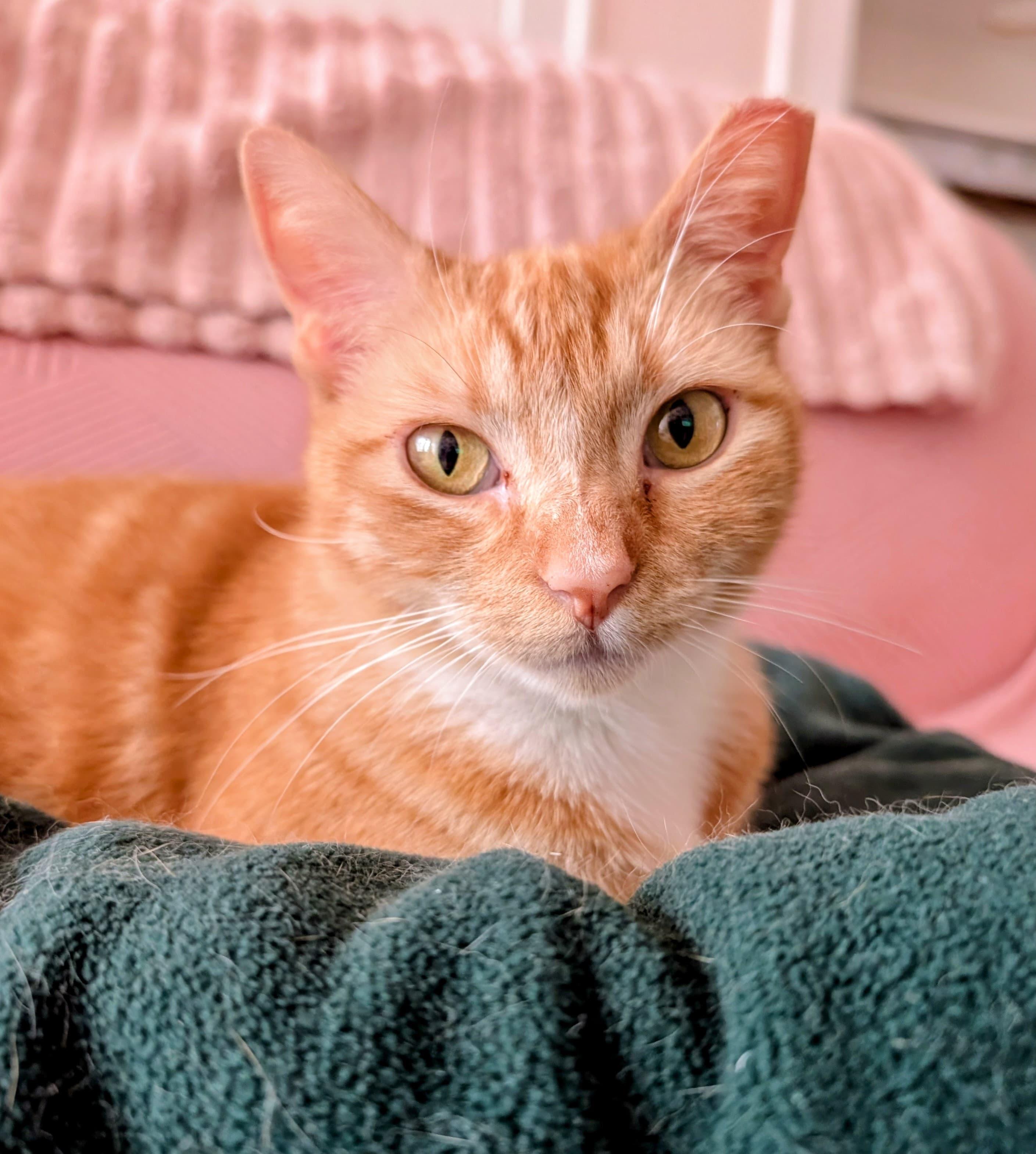 Gilly, ADOPTABLE, Adult Female Domestic Short Hair.