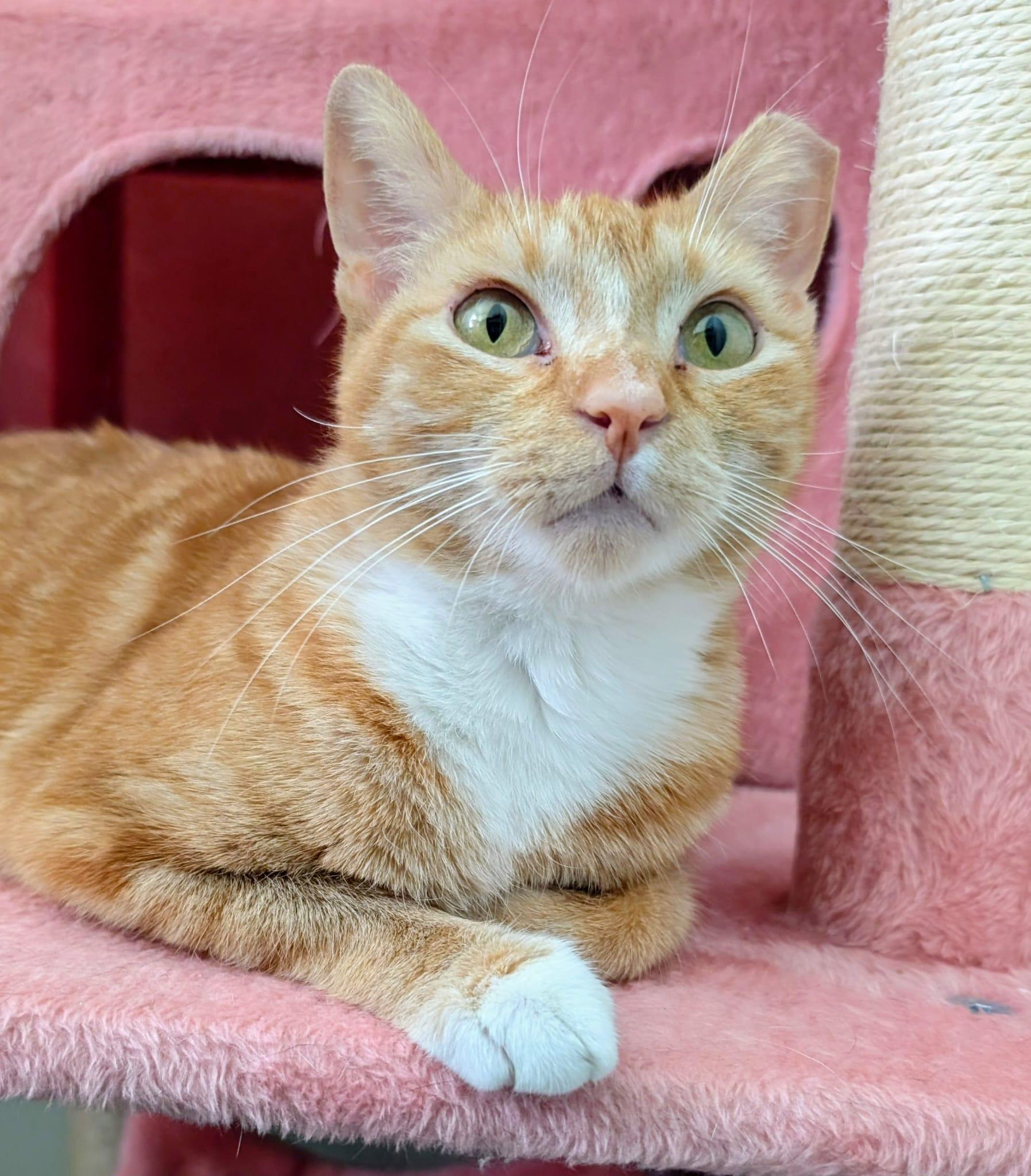 Enlarge Gilly, a ADOPTABLE Domestic Short Hair in Rochester, NY image 4/6