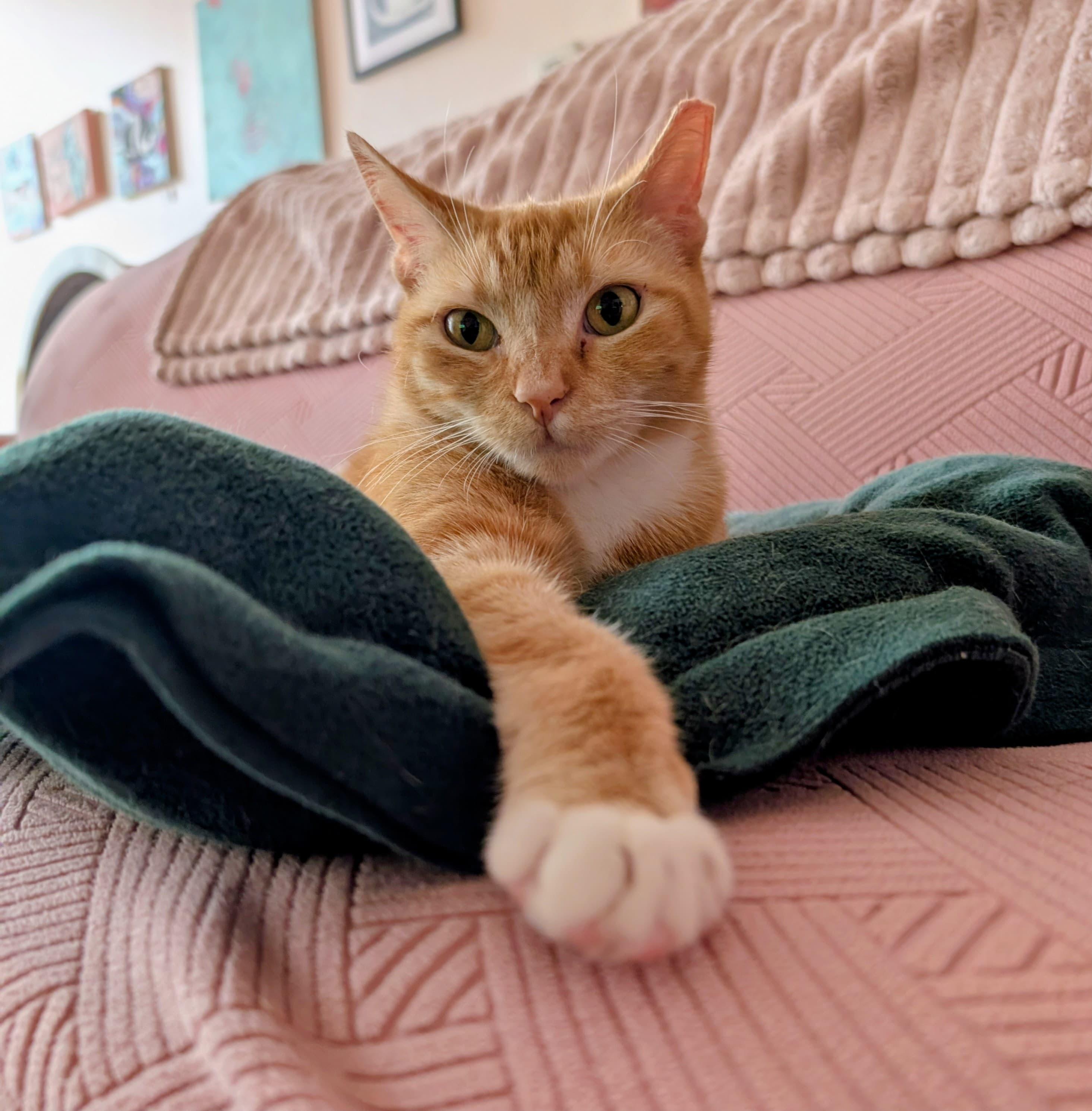Enlarge Gilly, a ADOPTABLE Domestic Short Hair in Rochester, NY image 6/6