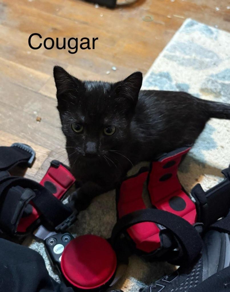 Cougar, Adoptable, Kitten Male Domestic Short Hair.
