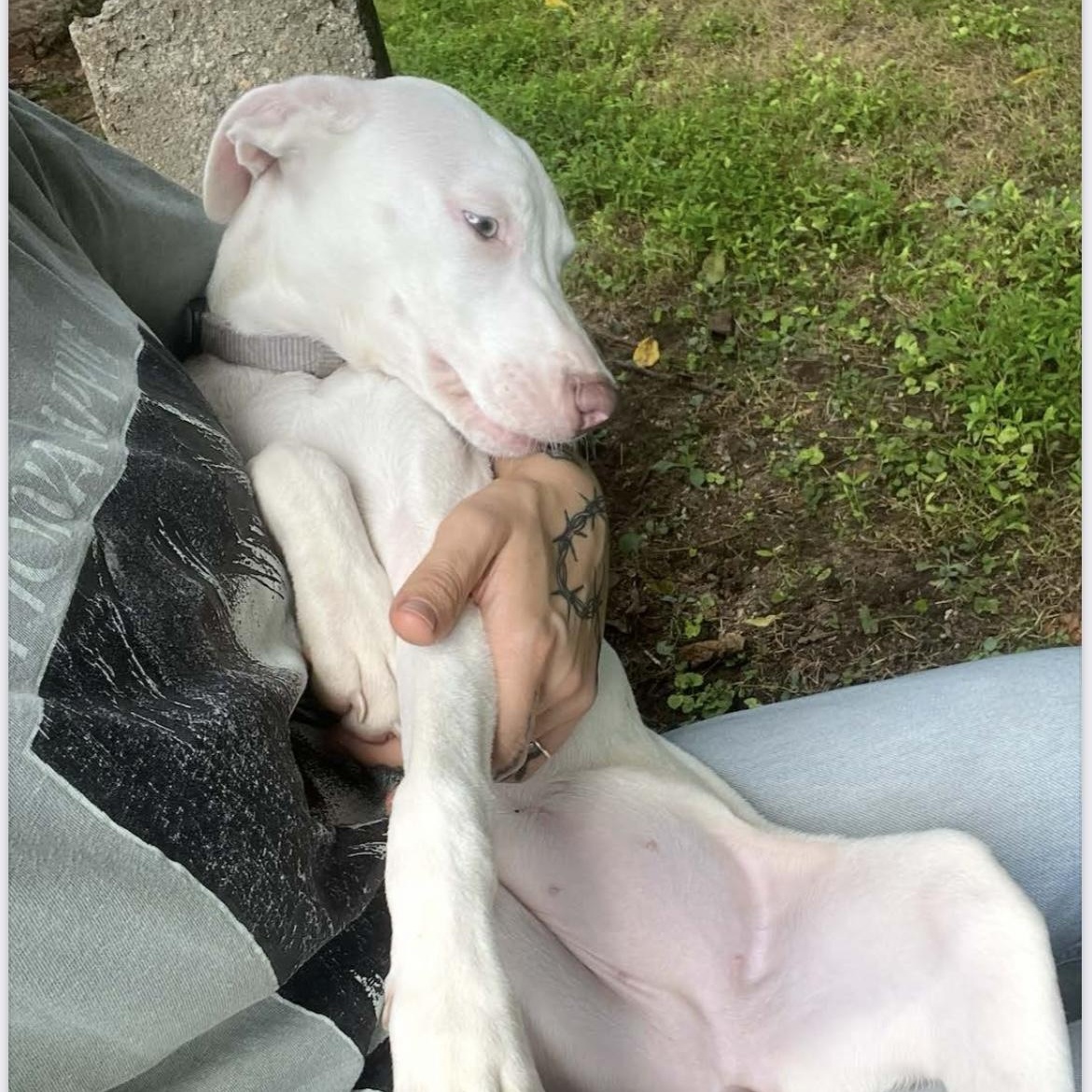 Nina, a Adoptable mixed breed in Greensboro, NC image 5/6