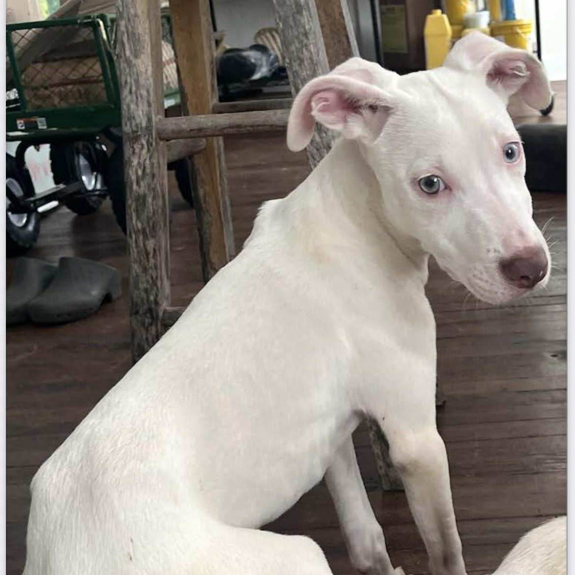 Nina, Adoptable, Puppy Female Australian Shepherd & American Bully.