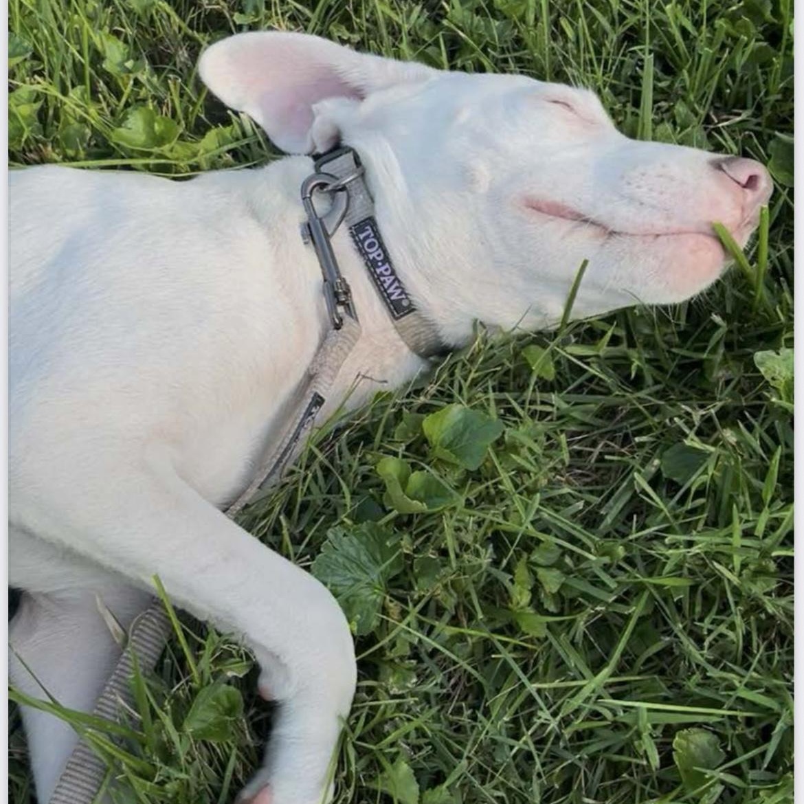 Nina, a Adoptable mixed breed in Greensboro, NC image 3/6